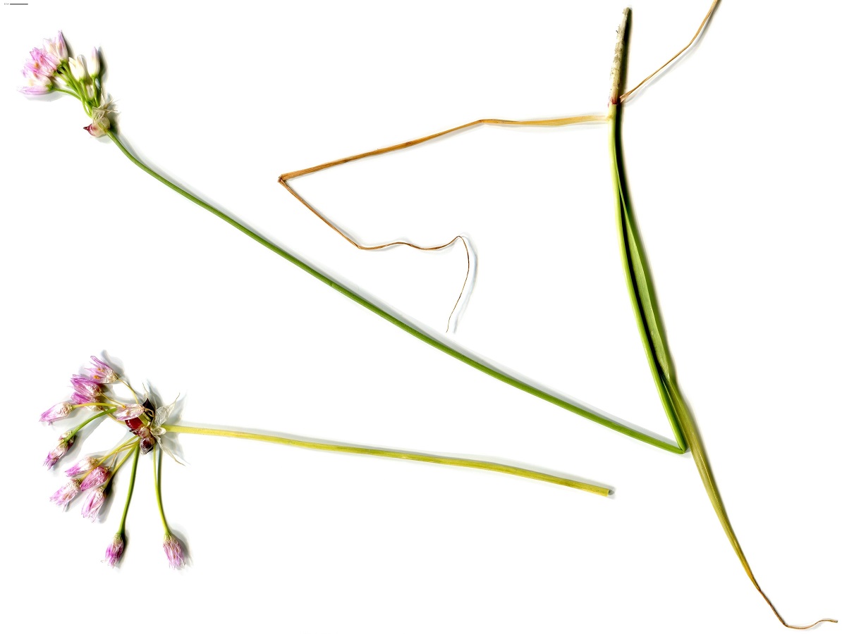 Allium roseum subsp. roseum (Amaryllidaceae)